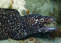 spotted moray.jpg