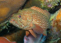 rock grouper2.jpg