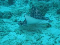 eagle ray pretty blue.jpg