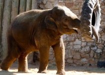 Elephant with tire.jpg