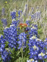 bluebonnet 2014.jpg