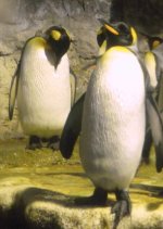 penguin1.jpg