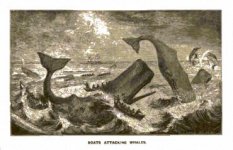 Boats Attacking Whales.jpg