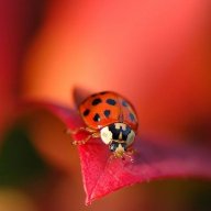 la coccinelle